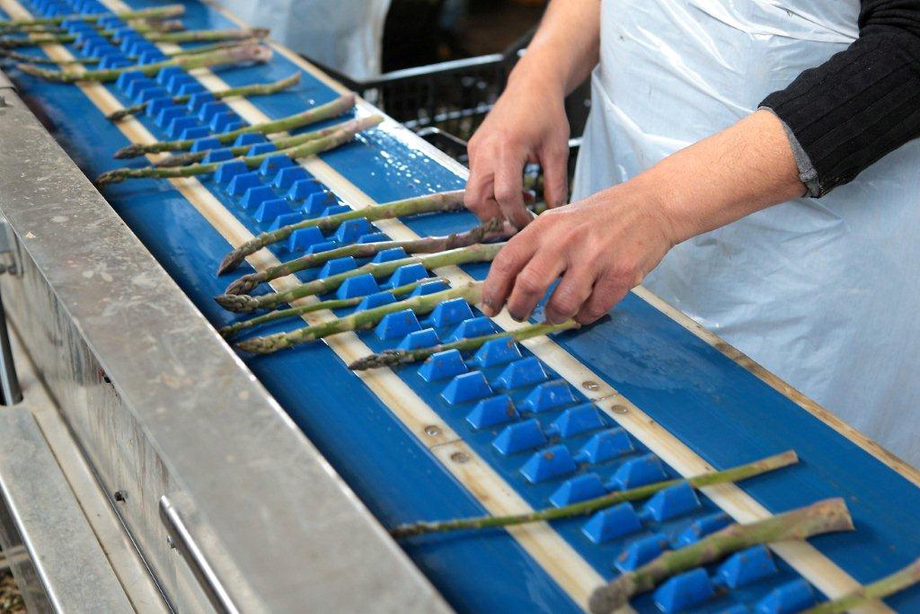 Lavorazione asparagi