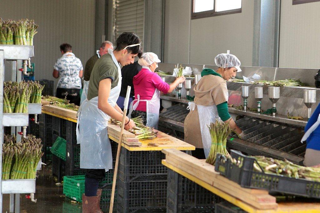 Confezionamento asparagi
