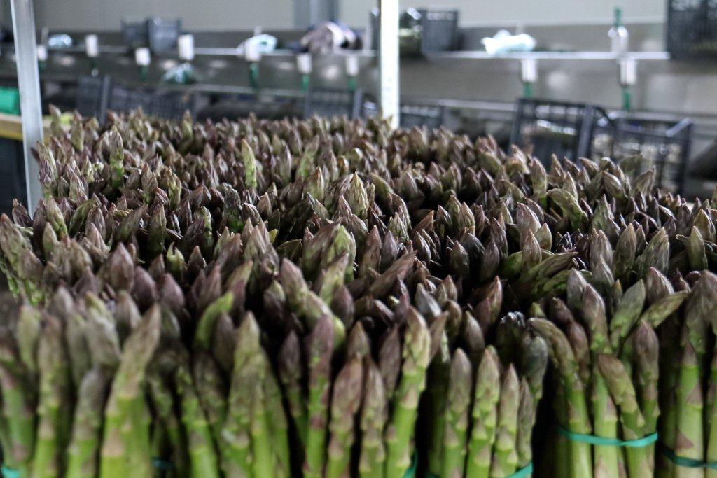Asparagi freschi