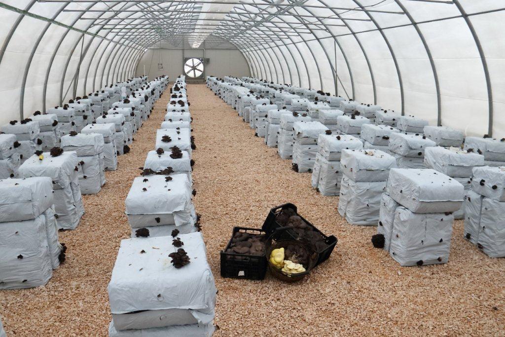 Azienda Luila Funghi - Foto 3