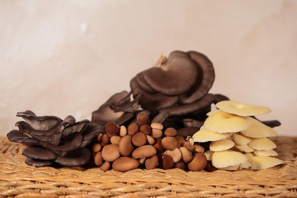 Funghi freschi
