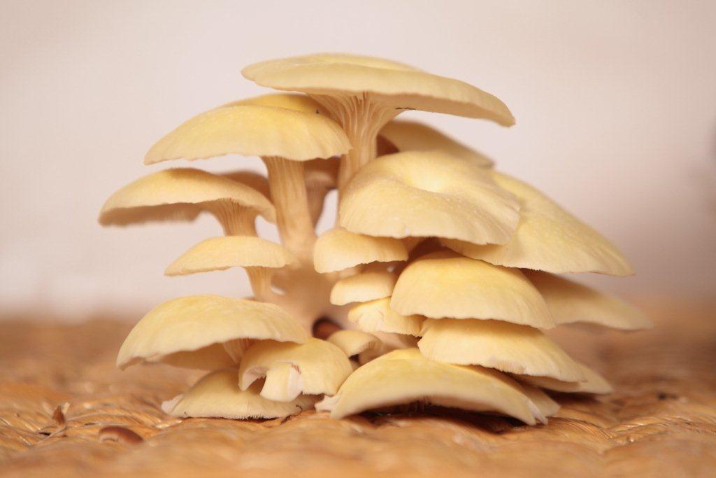 Pleurotus cornucopiae - Gialletto
