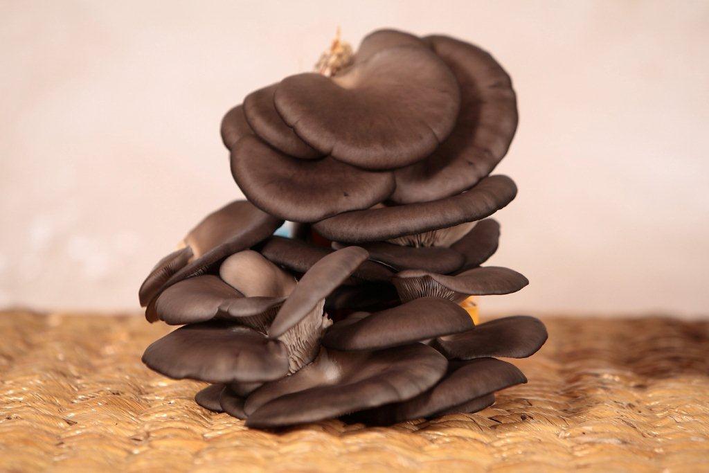 Pleurotus ostreatus - Orecchione