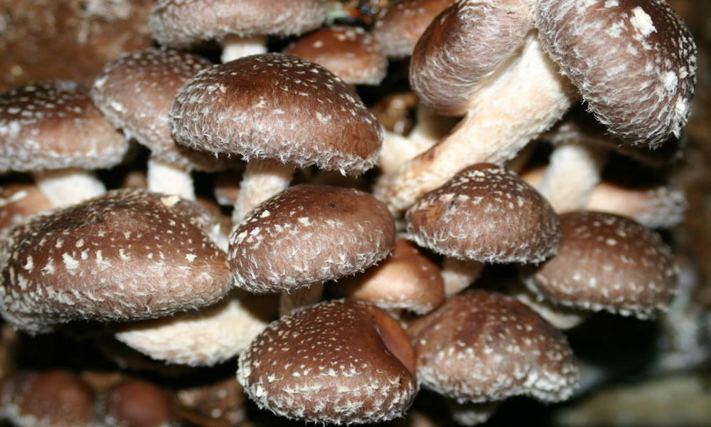 Lentinula edodes - Shiitake